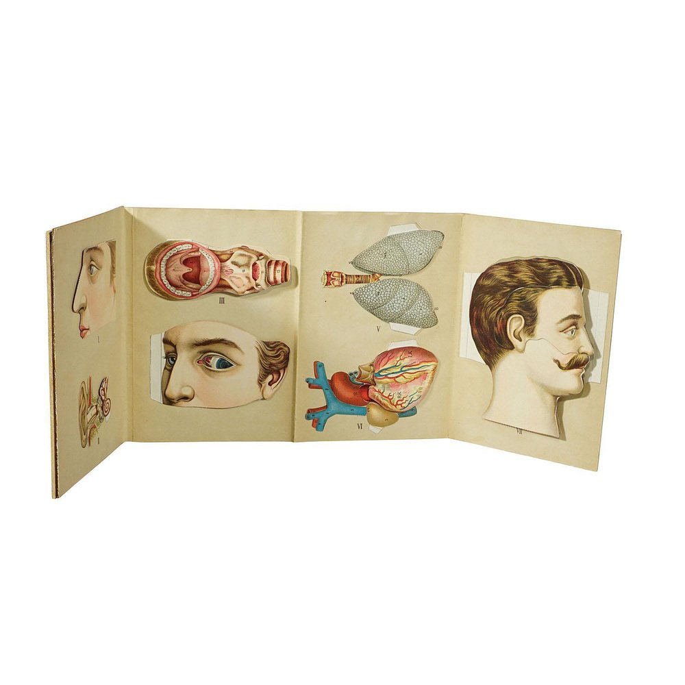 Antique Foldable Anatomical Brochure Depicting Human Anatomy