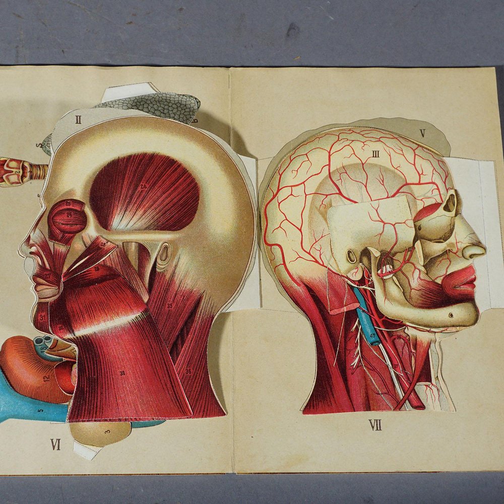 Antique Foldable Anatomical Brochure Depicting Human Anatomy