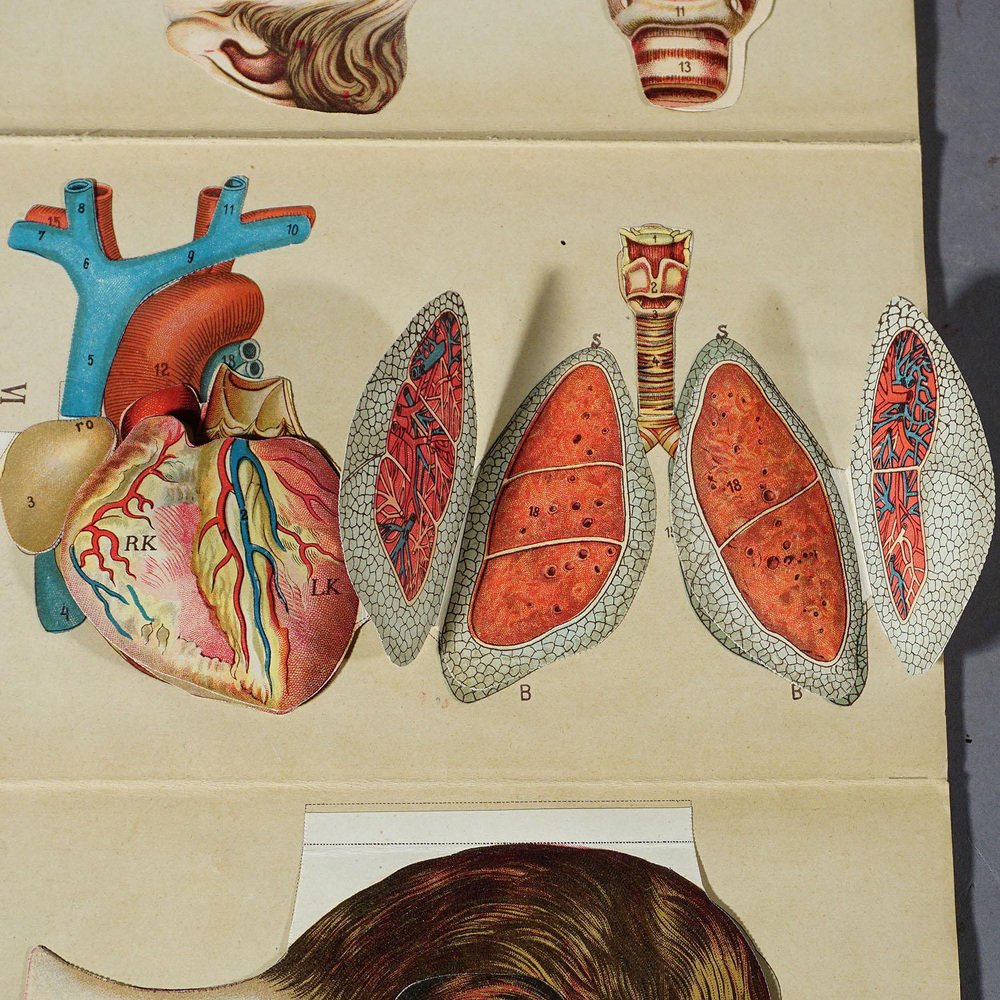 Antique Foldable Anatomical Brochure Depicting Human Anatomy