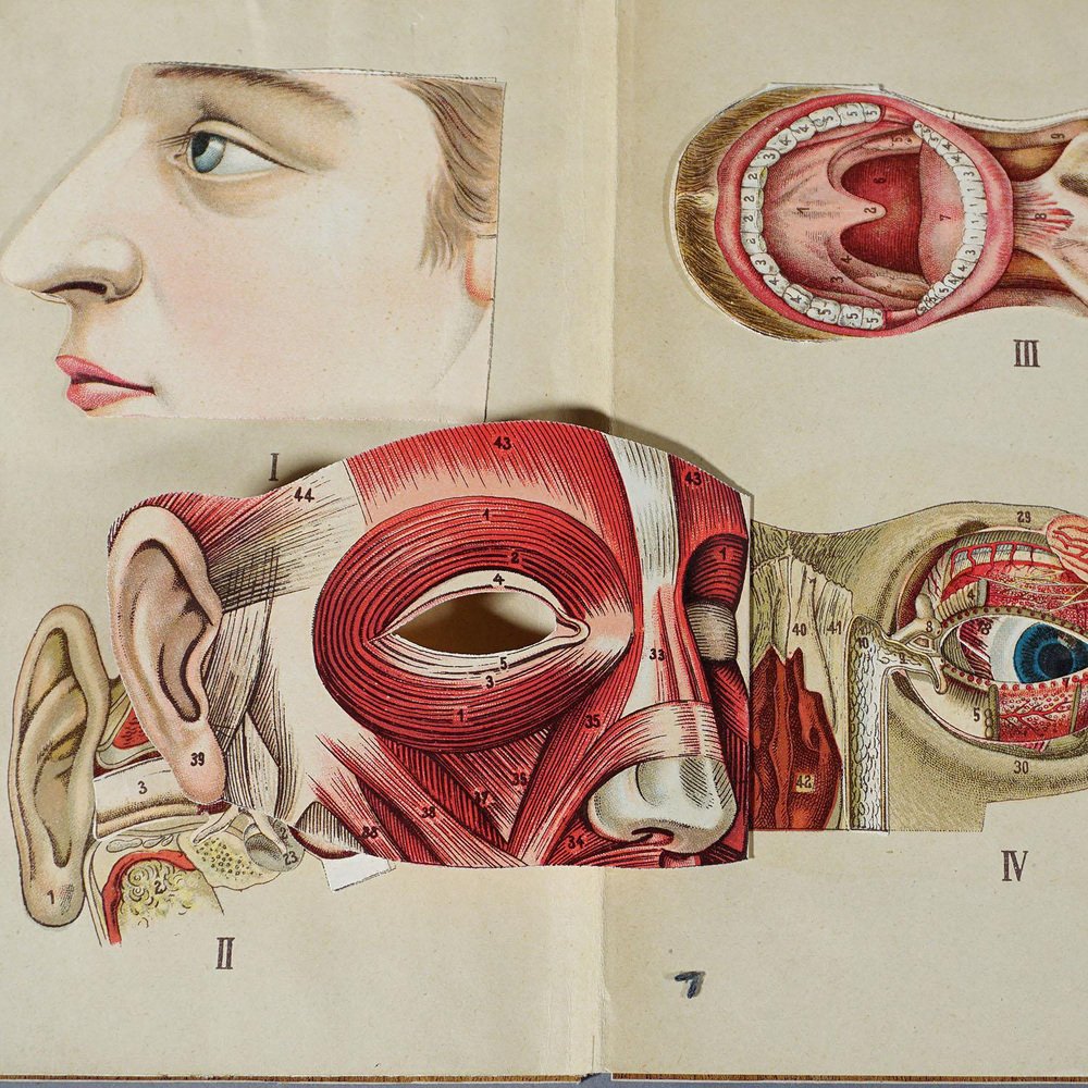 Antique Foldable Anatomical Brochure Depicting Human Anatomy