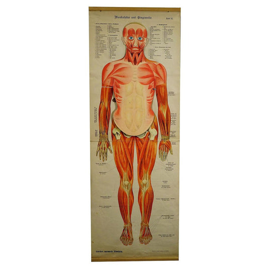 Antique Human Musculature Foldable Anatomical Wall Chart