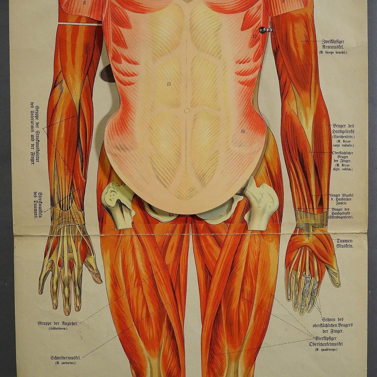 Antique Human Musculature Foldable Anatomical Wall Chart