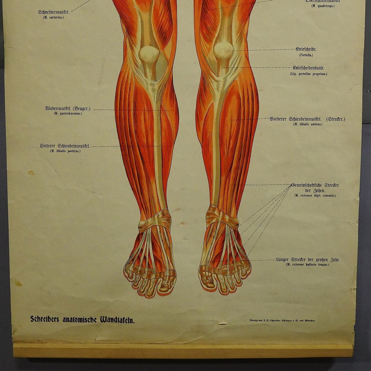 Antique Human Musculature Foldable Anatomical Wall Chart