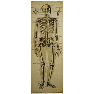 Antique Human Skeleton Anatomical Wall Chart-KJP-1149458