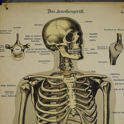 Antique Human Skeleton Anatomical Wall Chart-KJP-1149458