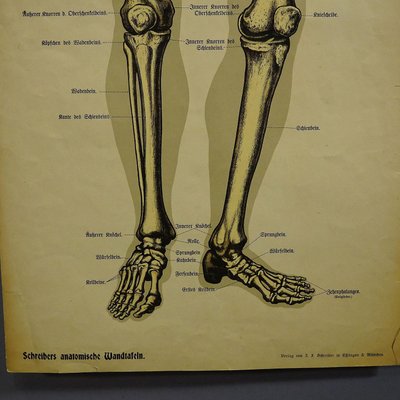 Antique Human Skeleton Anatomical Wall Chart-KJP-1149458