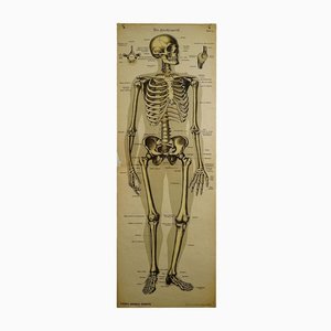 Antique Human Skeleton Anatomical Wall Chart-KJP-1149458