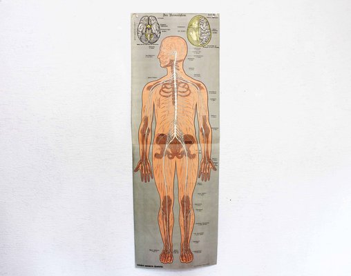 Antique Illustration Anatomy Poster-BQF-1245705