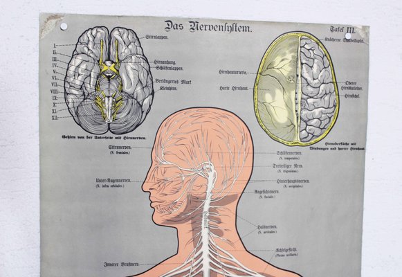 Antique Illustration Anatomy Poster-BQF-1245705