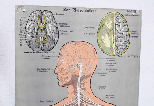 Antique Illustration Anatomy Poster