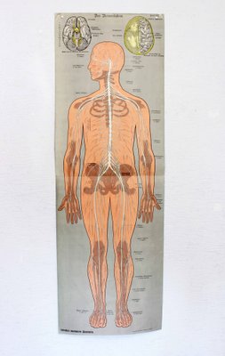 Antique Illustration Anatomy Poster-BQF-1245705