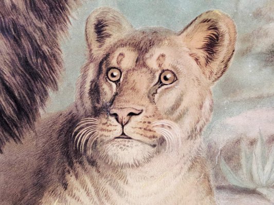 Antique Lion & Lioness Original Educational Wall Chart from A. Pichlers Witwe & Sohn, Vienna, 19th Century-RSE-2041116