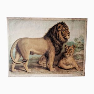 Antique Lion & Lioness Original Educational Wall Chart from A. Pichlers Witwe & Sohn, Vienna, 19th Century-RSE-2041116