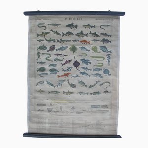 Antique Naturalistic Fish Poster, 1910s-CNH-1806898