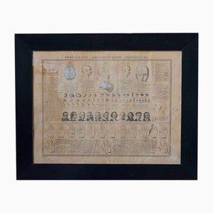 Antique Phrenology, Palmistry, and Physiognomy Lithograph Poster from Maison Basset-AIU-1320192