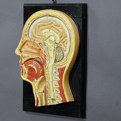 Antique Teaching Aid Median Incision of the Human Head, 1920s-KJP-1149247