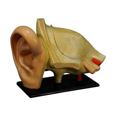 Antique Teaching Aid Model of an Ear from Somso, 1900s-KJP-1149305