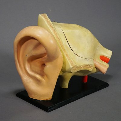 Antique Teaching Aid Model of an Ear from Somso, 1900s-KJP-1149305