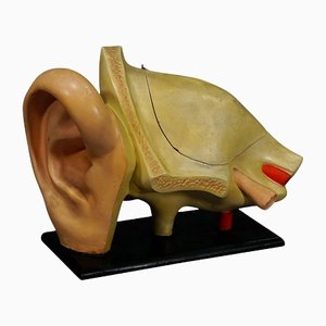 Antique Teaching Aid Model of an Ear from Somso, 1900s-KJP-1149305