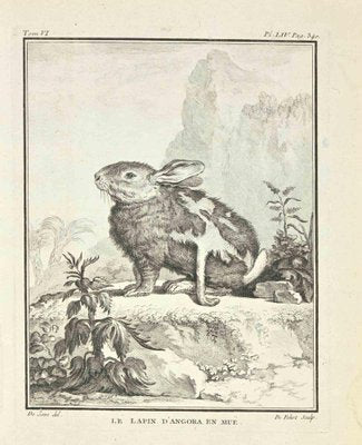 Antoine Defehrt, Le Lapin D'Angora en Mue, Etching, 1771-ZCI-2030087