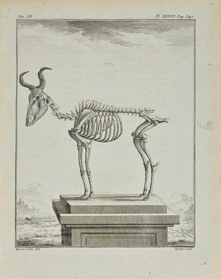 Antoine Defehrt, The Skeleton, Etching, 1771-ZCI-2029907