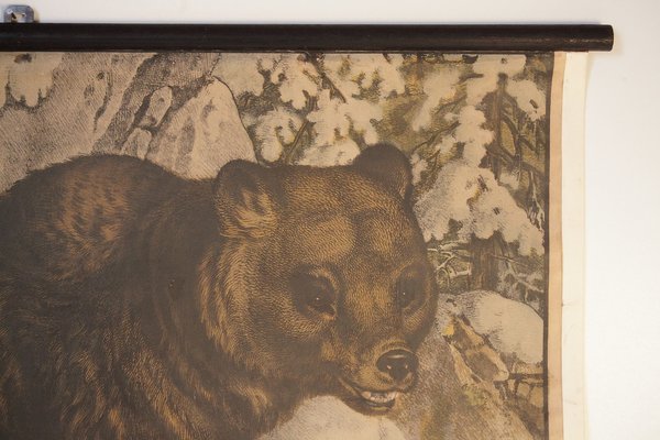 Bear School Poster, 1900s-IND-1419502