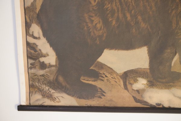 Bear School Poster, 1900s-IND-1419502