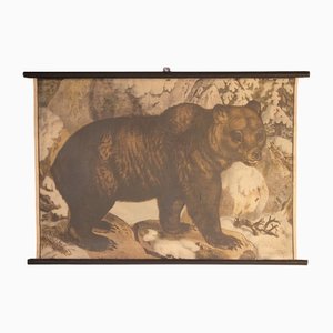 Bear School Poster, 1900s-IND-1419502