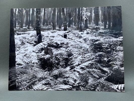 Bernard Darot, AFIAP Photo Club Nantais: En Forêt, Silver Gelatin Print