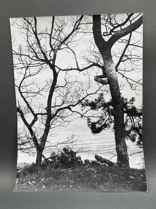 Bernard Darot, Deux arbres au bord de l'eau, 20th Century, Silver Gelatin Print