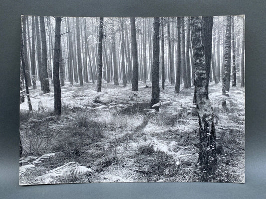 Bernard Darot, Fougères II Club Nantais AFIAP, Silver Gelatin Print, 20th Century