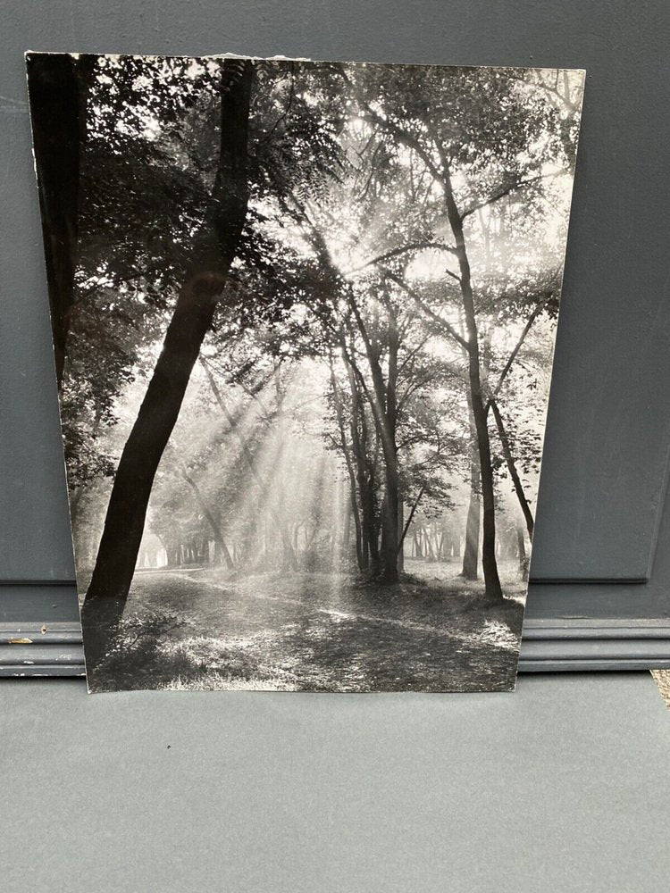 Bernard Darot, Matin sous bois, Photo-Club Nantais, 20th Century, Silver Gelatin Print