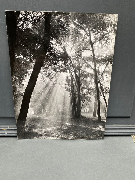 Bernard Darot, Matin sous bois, Photo-Club Nantais, 20th Century, Silver Gelatin Print