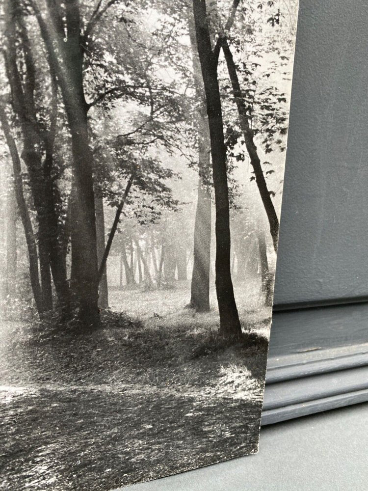 Bernard Darot, Matin sous bois, Photo-Club Nantais, 20th Century, Silver Gelatin Print