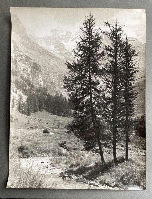 Bernard Darot, Mélèzes Photo Club Nantais, 20th Century, Silver Gelatin Print