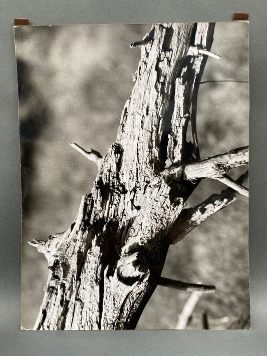 Bernard Darot, Photo Club Nantais AFIAP Study, 1950s, Photographic Print