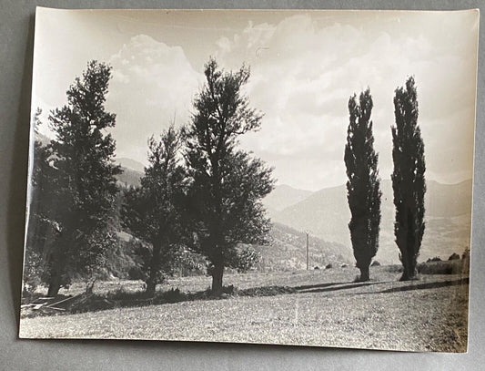 Bernard Darot, Photo Club Nantais: Cyprès, 20th Century, Silver Gelatin Print