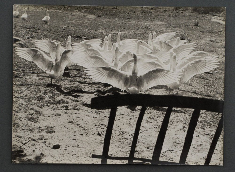 Bernard Darot, The Ballet of the Geese, 1970s, Photographic Print