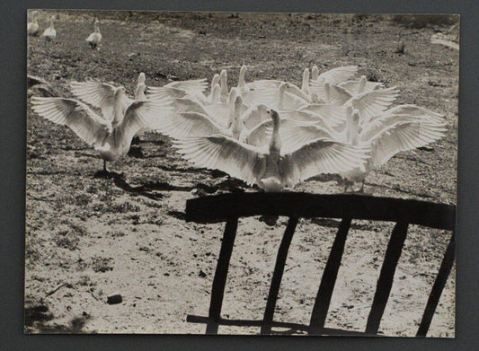 Bernard Darot, The Ballet of the Geese, 20th Century, Film Photograph