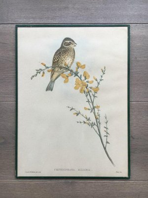 Birds Engraving, 1950s, Set of 5-BA-766239