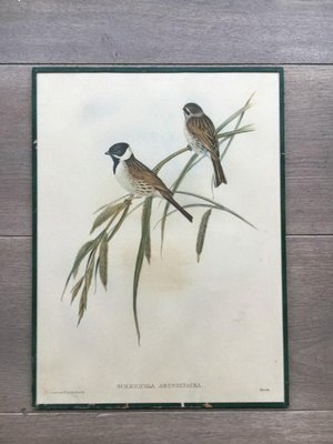 Birds Engraving, 1950s, Set of 5-BA-766239