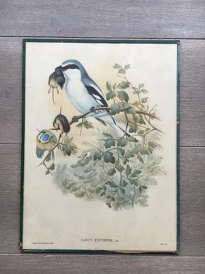 Birds Engraving, 1950s, Set of 5-BA-766239