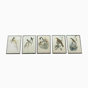 Birds Engraving, 1950s, Set of 5-BA-766239