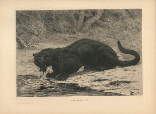 Black Panther - Original Etching and Aquatint by Evert van Muyden - 1901-ZCI-755001