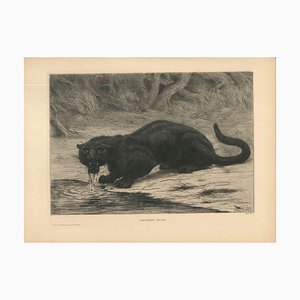 Black Panther - Original Etching and Aquatint by Evert van Muyden - 1901-ZCI-755001