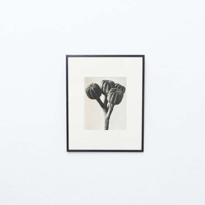 Black & White Botanic Flower Photogravures by Karl Blossfeldt, Set of 3-WM-1174153