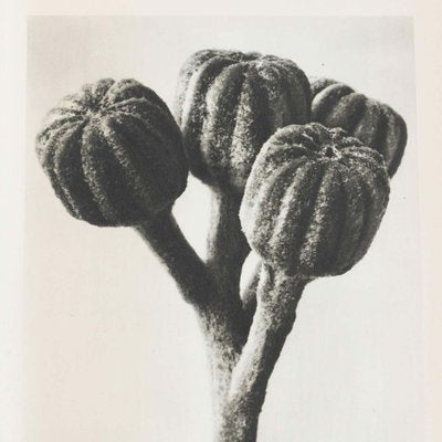 Black & White Botanic Flower Photogravures by Karl Blossfeldt, Set of 3-WM-1174153