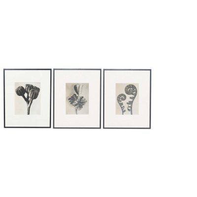 Black & White Botanic Flower Photogravures by Karl Blossfeldt, Set of 3-WM-1174153