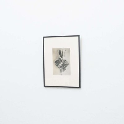 Black & White Botanic Flower Photogravures by Karl Blossfeldt, Set of 3-WM-1174153