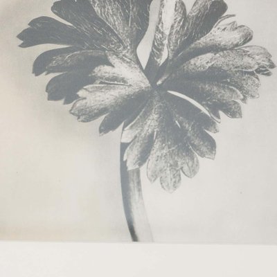 Black & White Botanic Flower Photogravures by Karl Blossfeldt, Set of 3-WM-1174153